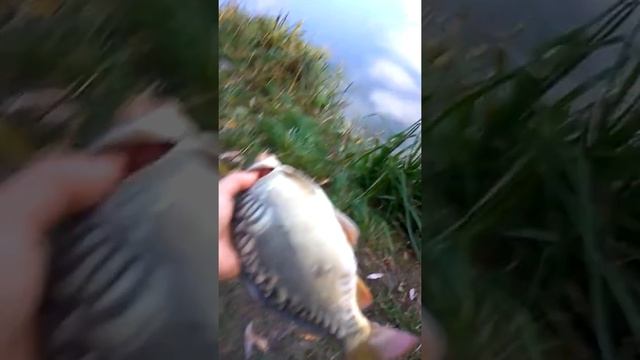 Зеркальный карп смотреть онлайн