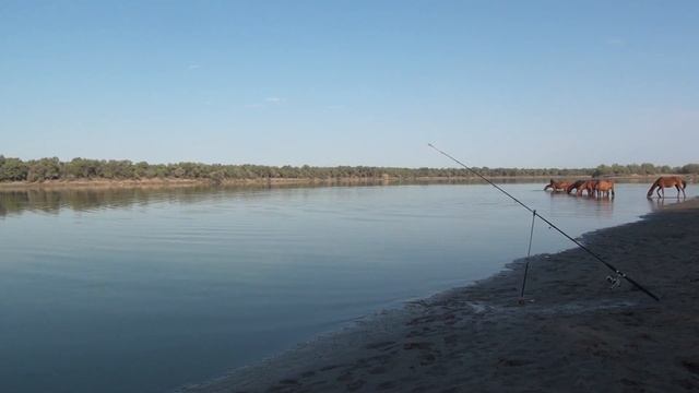 Река Сыр-Дарья. Рыбалка Сырдарья 2020. Отдых на природе. Ловим сазана.Часть 2. смотреть онлайн