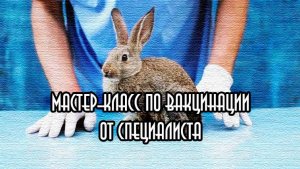 Тонкости вакцинации кроликов