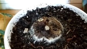 Как обрезать цикламен (удаление рожек, омоложения цикламена). Результат обрезки через 7 месяцев