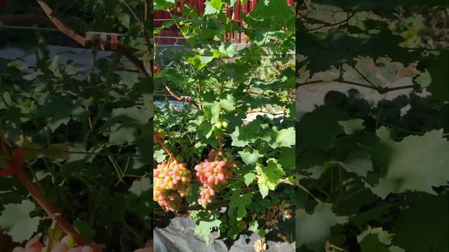 виноград Ставрополь сентябрь 2022 смотреть онлайн