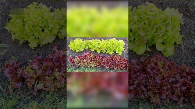 Делюсь секретом выращивания аппетитного салата! Как вырастить ранний салат. Кочанные салаты #Shorts