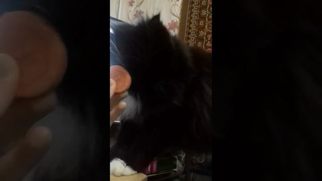 Кошка пришла, потому что я ела морковку смотреть онлайн