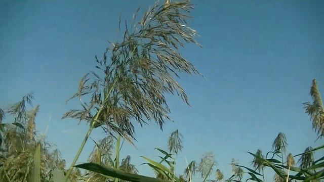 МУДРЫЕ МЫСЛИ ???? ПОДВОДЯ ЧЕРТУ - ХУДШЕЕ ЗАБУДЬ ?✈️??⛴ ВИБИРАЕТ ПУТЬ КАЖДЫЙ ДЛЯ СЕБЯ ?????✈️??⛴ смотреть онлайн