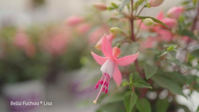 Bella Fuchsia Lisa - Garden Plant with Flowers all summer long! смотреть онлайн