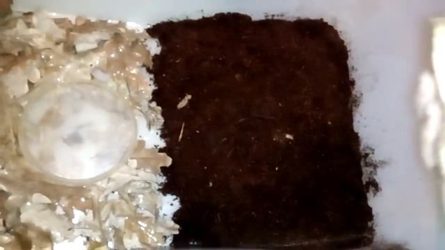 Уборка у улиток!Архахатины овумы и тигр... смотреть онлайн