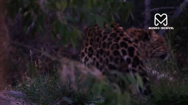 O JUMENTO NÃO VIU QUE O LEOPARDO SE APROXIMAR смотреть онлайн