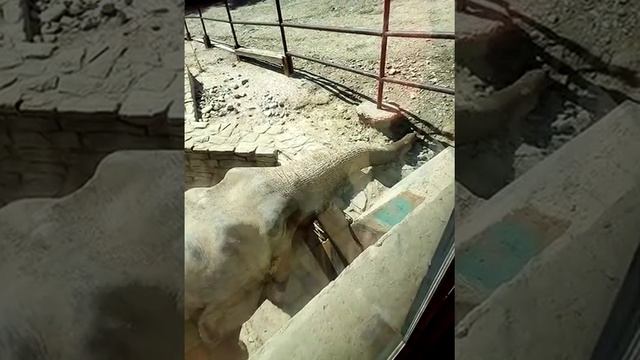 Сафари парк в Геленджике смотреть онлайн