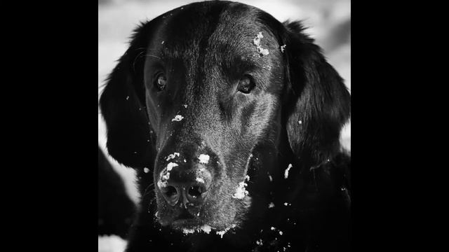 Flat Coated Retriever Geronimo meets Escobar Beats смотреть онлайн