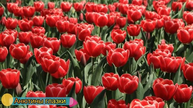 Цветы как картинки ? Ultra Full HD #XII смотреть онлайн