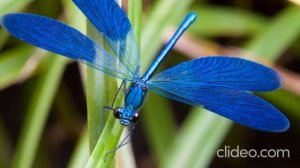 Звук стрекозы.The sound of a dragonfly in flight.