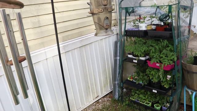 PLANTING PETUNIA'S & UPDATE ON COLD CROPS смотреть онлайн