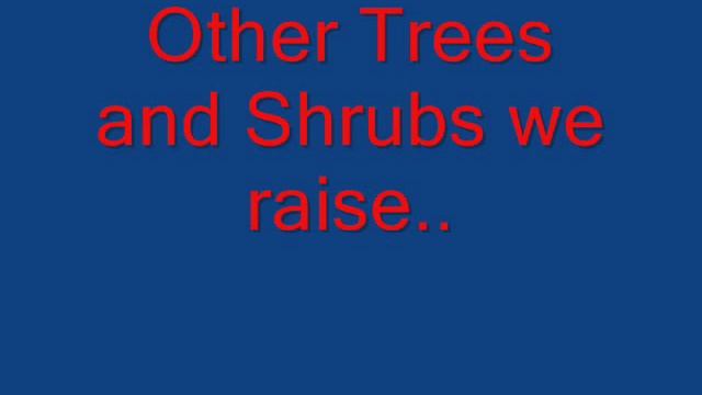 Diablo Ninebark Trees We Offer Sale in Eastern Pa смотреть онлайн