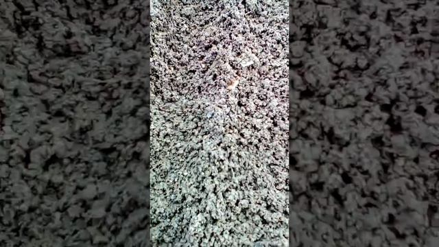 Посев семян капусты "Июньская" смотреть онлайн