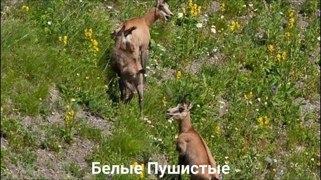 СЕРНА?/Копытные/Животные/Интересные факты смотреть онлайн