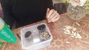 Чабрец из семян от А до Я.