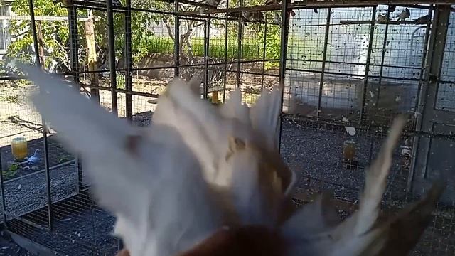 В гостях у Сабри ага Узбекистанские голуби разных видов лет игра смотреть онлайн