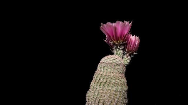 Echinocereus pectinatus, Mexico, Detras смотреть онлайн