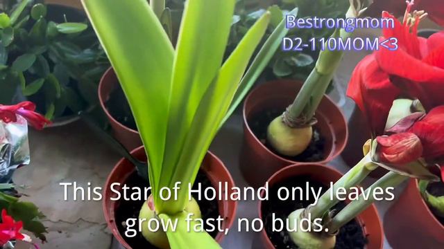 Three varieties of amaryllises status after planted five weeks. Beauties sharing. смотреть онлайн