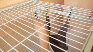 ОГРОМНАЯ КЛЕТКА ДЛЯ КРЫС / ЗООПОКУПКИ / РАСПАКОВКА / Alisa Easy Pets