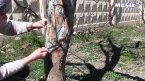 весенние работы в саду