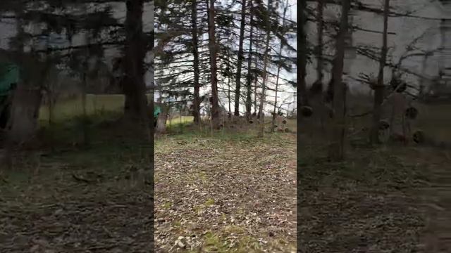 Why is my tree weeping? смотреть онлайн