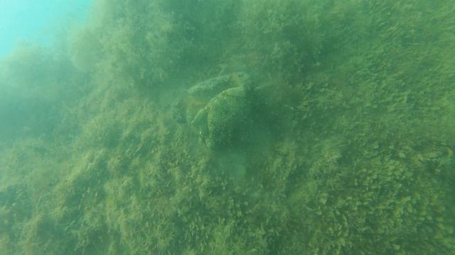 Самые большие крабы Черного моря. смотреть онлайн