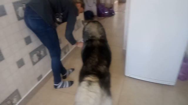 Хаска ест сметану смотреть онлайн