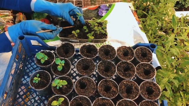 Астра большая хризантема из семян смотреть онлайн