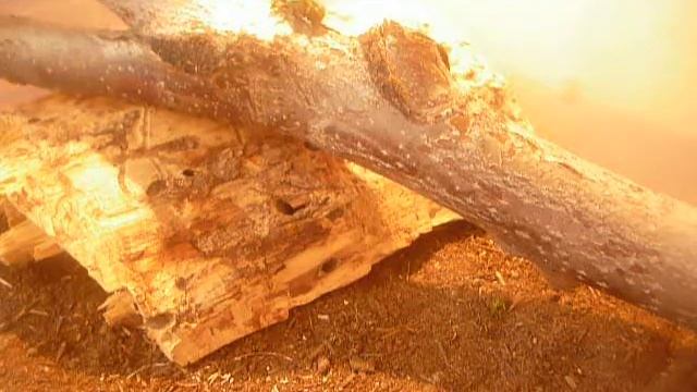 Блог 2 домашние жуки голиафы смотреть онлайн