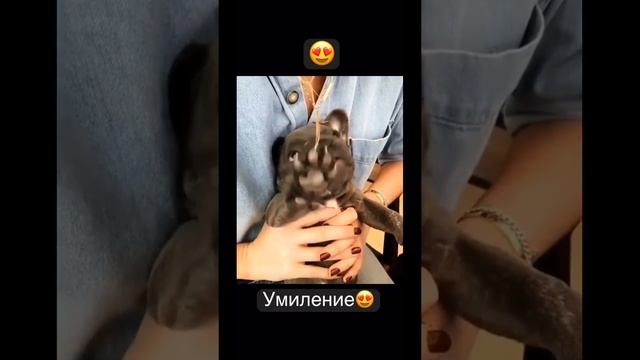 Умиление не правда ли? #бульдоги #французскийбульдог #любовь #умиление смотреть онлайн