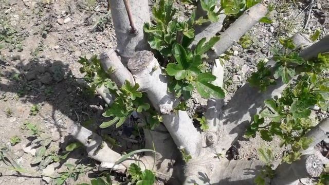 Обрезка инжира, формирование куста, на пути к укрытию, лучшие сорта инжира. Планируйте свой урожай! смотреть онлайн