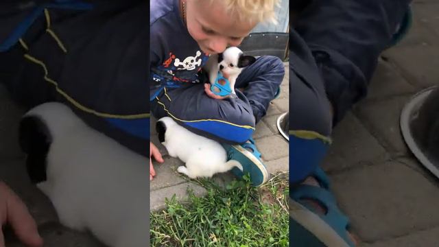 Чихуахуа мальчики и девочка! Белые с чёрным! смотреть онлайн