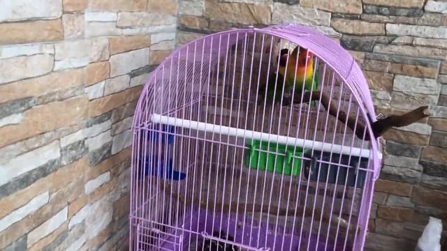 кормушки для ПОПУГАЕВ с ЗООМАГАЗИНА!!! удобно или нет? смотреть онлайн