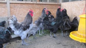 Порода кур джерсийский гигант