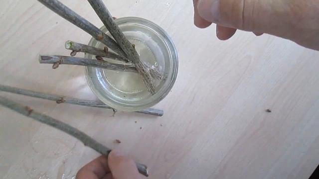 Черенкование смородины зимой смотреть онлайн