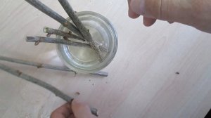 Черенкование смородины зимой