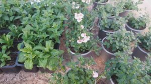 Выращивание диасции и немезии. В чем разница?