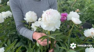 Mme De Verneville peony. Мадам Де Верневилль пион. Пулков сад