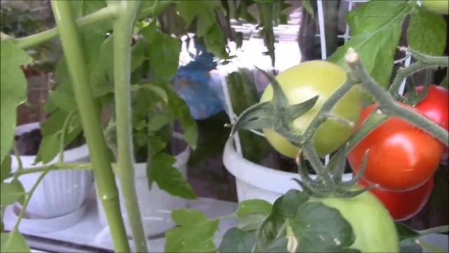 Огород на балконе 2 . Русские балконы. Кабачок на балконе. смотреть онлайн