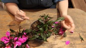 Бальзамин Новогвинейский - Вегетативное размножение