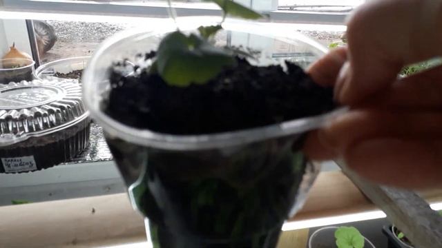 Обзор рассады на 18 марта 2021 г.??? смотреть онлайн