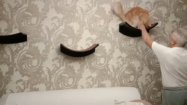 Cat Training Дрессировка Мейн-кунов смотреть онлайн