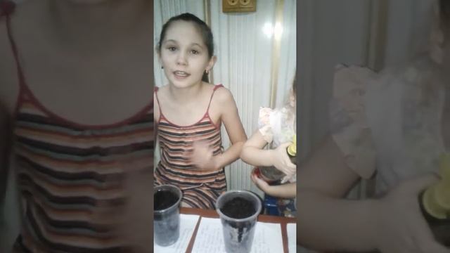 #1 Ранний посев огурца "Шоша" 24.01.19г/Выращивание на подоконнике. смотреть онлайн