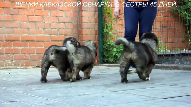 ЩЕНКИ КАВКАЗСКОЙ ОВЧАРКИ, ДЕВОЧКИ 45 ДНЕЙ. www.r-risk.ru +7 9262205603 ТАТЬЯНА ЯГОДКИНА. смотреть онлайн