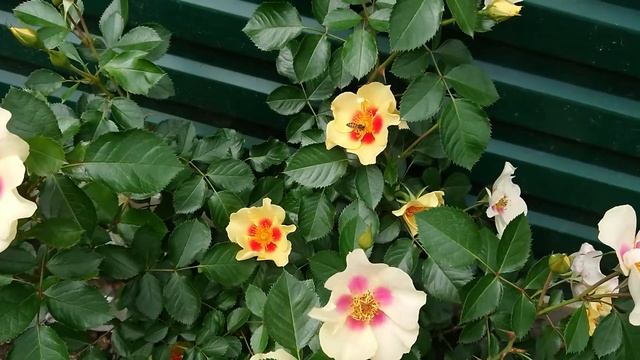 Роза Eye of the Tiger смотреть онлайн