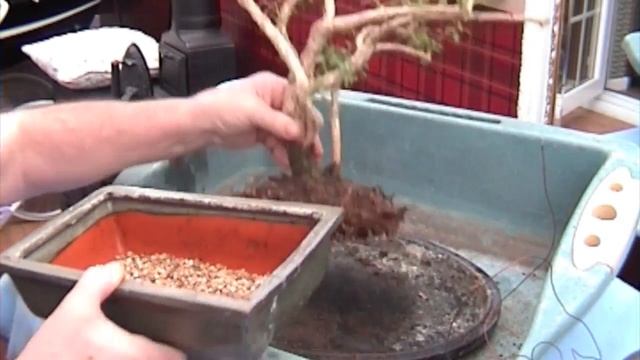 How To Repot A Serissa Bonsai Tree.