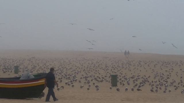 Costa de Caparica / Капарика Пляж окутанный облаком, туман. Рыбаки, медузы смотреть онлайн