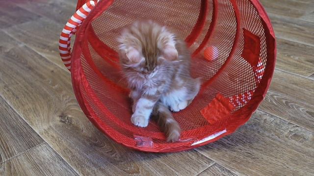 06.01.2019 - котята Аврорки * порода: Мейн-кун * возраст: ~2.5 мес. * смотреть онлайн