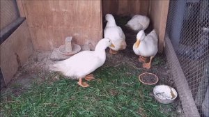 Наши уточки, французская бройлерная утка. Внукам развлечение